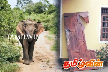 அசாதாரண நடத்தையை வெளிப்படுத்தும் காட்டு யானை