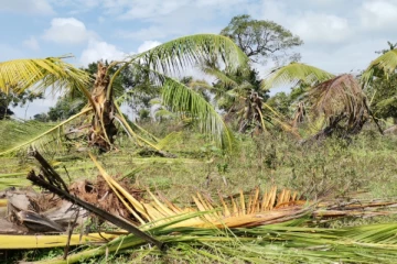 வவுனியாவில் விவசாய காணிக்குள் யானை புகுந்து அட்டகாசம்(Photos)