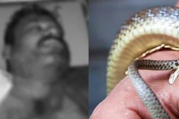 பாம்பு பிடி வீரருக்கு கண்ணிமைக்கும் நேரத்தில் நேர்ந்த பயங்கரம்!