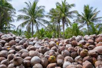 அமெரிக்காவின் புதிய வரி விதிப்பு ; இலங்கை தெங்கு ஏற்றுமதி துறைக்கு கடும் பாதிப்பு