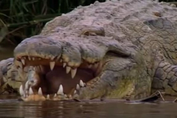 300 உயிர்களை வேட்டையாடிய ராட்சத முதலை! 30 ஆண்டுகளுக்கும் மேலாக தப்பிக்கும் மர்மம்..அச்சத்தில் மக்கள்