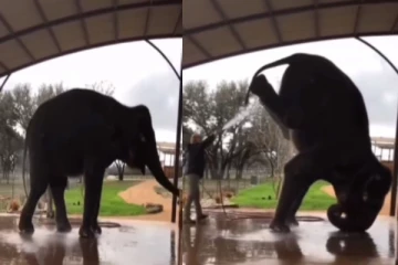 திடீரென அந்தர்பல்டி அடித்து மாஸ் காட்டிய யானை - வைரலாகும் வீடியோ