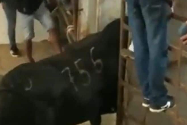 பேக்கில் கிக் அடித்து பலிவாங்கிய காளை! பந்து போல பறந்து சென்று விழுந்த நபரின் பரிதாப நிலை | Bull Kicking Viral Video