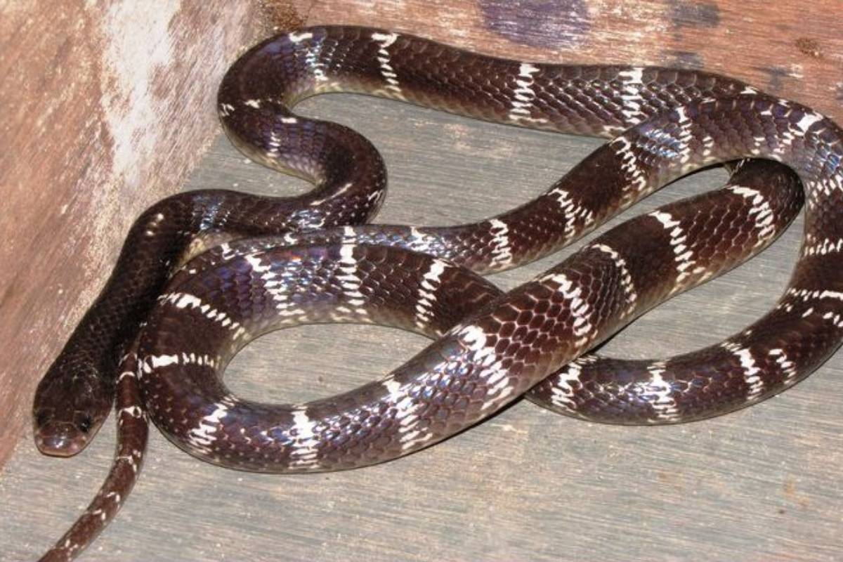 கேரளாவில் வெயில் காரணமாக வீடுகளுக்குள் புகும் பாம்புகள் | Snakes Threatening Kerala Fleeing The Heat