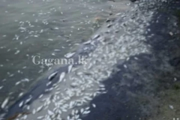 හදිසියේම මුහුදු මත්සයන් වෙරළට ගොඩ ගසයි..භයානක තත්වයක පෙරනිමිත්තක්ද..