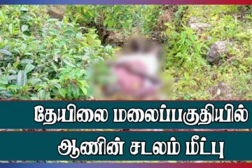 தேயிலை மலை பகுதியில் ஆணின் சடலம் மீட்பு
