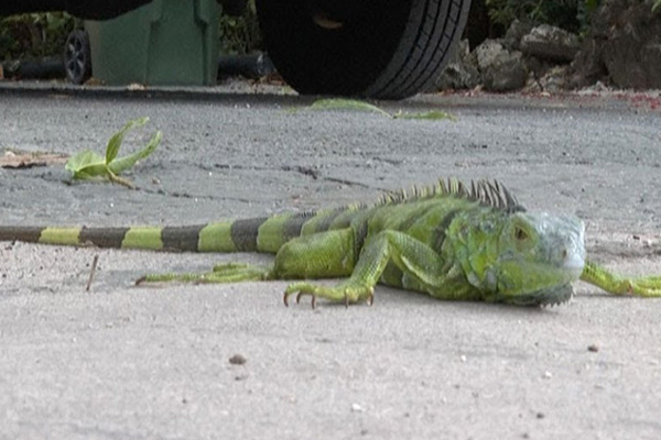 தரையில் விழுந்து கிடக்கும் உடும்புகள் | Iguanas Lying On The Ground