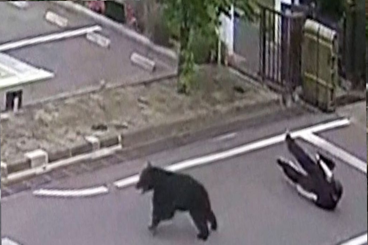 ஜப்பானில் கரடியால் மூடப்பட்ட நூறு பாடசாலைகள் | Bear In Japan Infests 100 Schools ஜப்பானில் கரடியால் மூடப்பட்ட நூறு பாடசாலைகள் | Bear In Japan Infests 100 Schools