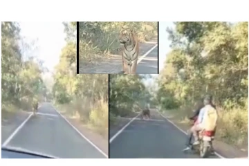 தில்லு இருந்தா... கிட்ட வாங்கடா... சாலையில் மாஸா கெத்து காட்டிய புலி.... - தெறித்தோடிய பைக்கர்...!