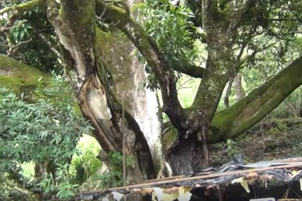 இலங்கையில் அதிசய மர்ம கோவில்...தீராத நோயையும் தீர்க்கும் ஆச்சரியம்! | Famous Temple Nuwara Eliya Sri Lanka