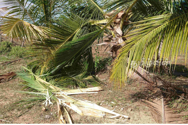 காட்டு யானைகள் அட்டகாசம்! 33 தென்னை மரங்கள் நாசம் | Wild Elephants Rampage 33 Coconut Trees Destroyed