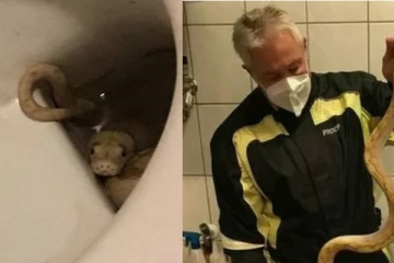 கழிப்பறையில் அமர்ந்திருந்த நபர்! அடிப்பகுதியில் ஏதோ கடிப்பதாக ஏற்பட்ட உணர்வு… குனிந்து பார்க்கையில் காத்திருந்த அதிர்ச்சி