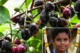 நாவல் பழத்தில் பாம்பின் விஷமா? சிறுவனின் உயிரை பறித்தது எது? மருத்துவர் பரூக் அப்துல்லா