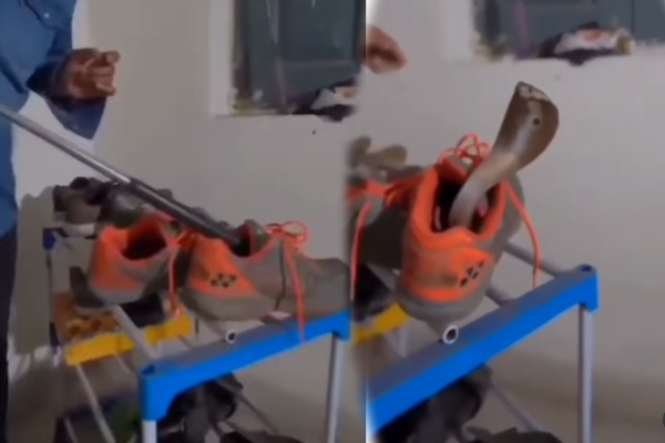 Viral Video: ஷுவிற்குள் இருந்து படமெடுத்த பாம்பு... பயமுறுத்திய காட்சி | Snake Hidden In The Shoe Shocking Video Viral Video: ஷுவிற்குள் இருந்து படமெடுத்த பாம்பு... பயமுறுத்திய காட்சி | Snake Hidden In The Shoe Shocking Video