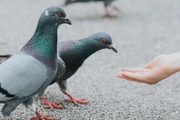 இங்கிலாந்தில் புறாக்கு உணவிட்ட பெண்ணுக்கு 150 பவுண்டுகள் அபராதம்