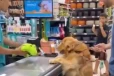 Viral Video: Supermarket-ல் நாய் பார்த்த வேலை- குறும்புத்தனத்தின் உச்சம்