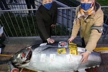 10 கோடி ரூபாவுக்கு விற்பனையான ஒரு மீன்! அப்படி என்ன இருக்கு அதில் ?