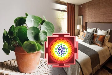 வீட்டில் மணி பிளான்ட் வளர்க்கிறீர்களா? அப்போ நீங்கள் தெரிந்துக் கொள்ள வேண்டிய வாஸ்து டிப்ஸ்