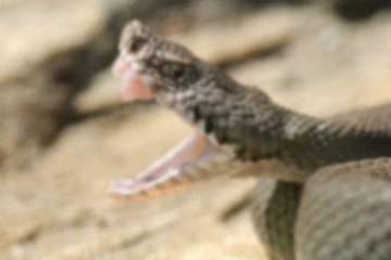 பாம்பு தீண்டியதில் கவலைக்கிடமான நிலையில் இளம் தாய்