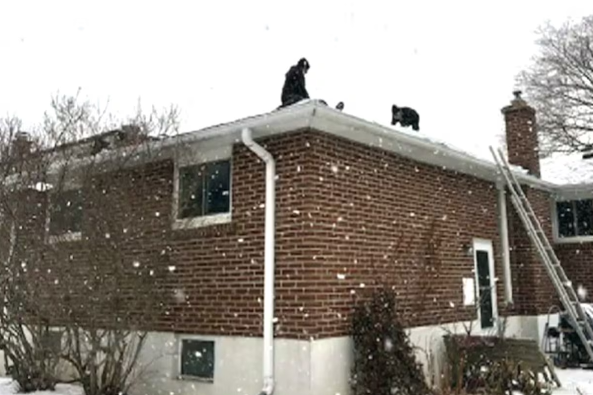 கனடாவில் இடம்பெறும் மோசடி குறித்து பொதுமக்களுக்குக் எச்சரிக்கை! | Hamilton Police Warn Residents Of Uptick கனடாவில் இடம்பெறும் மோசடி குறித்து பொதுமக்களுக்குக் எச்சரிக்கை! | Hamilton Police Warn Residents Of Uptick