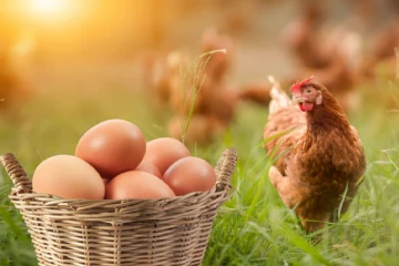 முட்டை மற்றும் கோழி இறைச்சி விலை குறைக்கப்படுமா?