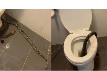 கழிவறையில் அமர்ந்திருந்த நபர்..பாம்பால் நொடியில் நடந்த சம்பவம்!