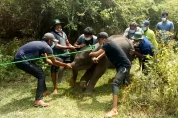 வேட்டையாடப் பொருத்தப்பட்ட கம்பியில் சிக்கி காயமடைந்த யானைக்குட்டி