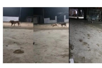 Viral Video: ஊருக்குள் கெத்தா புகுந்த சிங்கத்தை விரட்டியடித்த நாய்கள்