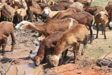 ஆதரவற்ற பெண்களுக்கு தலா 5 செம்மறி ஆடுகள் - தமிழக அரசு அறிவிப்பு