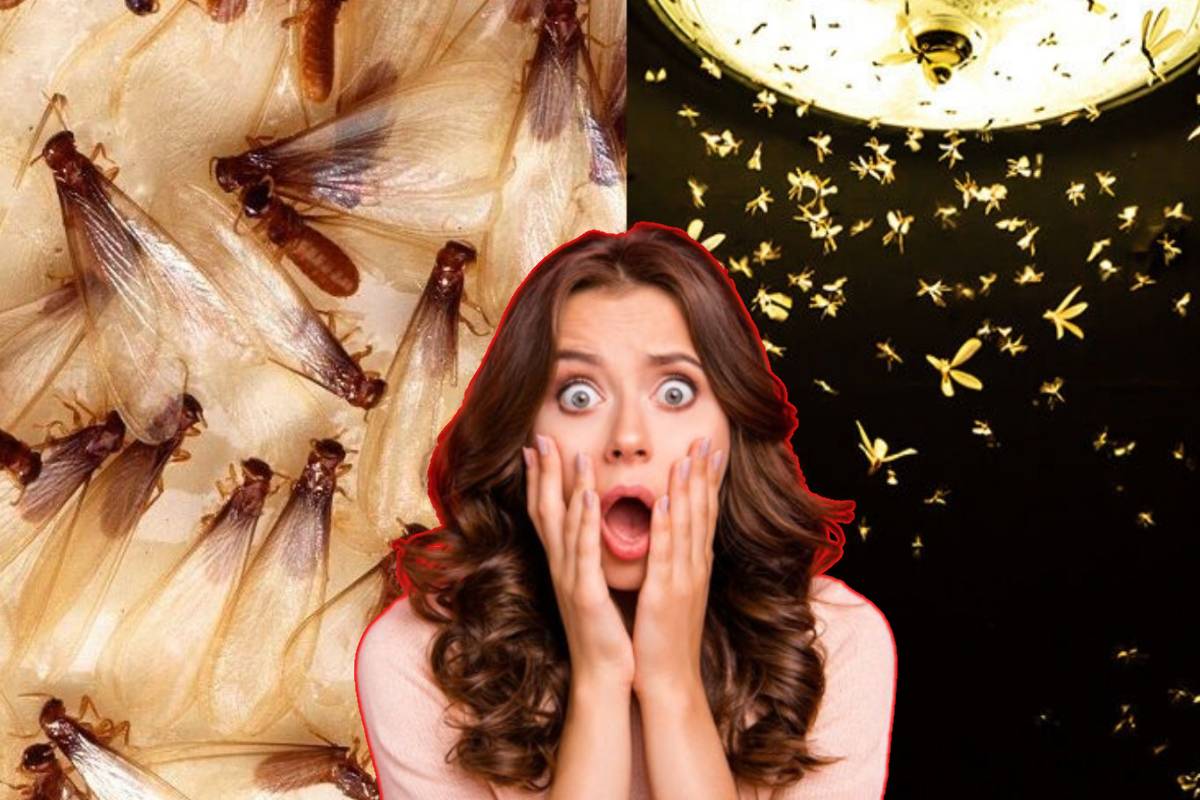 ஈசல்கள் மின்விளக்கை சுற்றி வட்டமிடுவதற்கு இது தான் காரணமா? | Why Rain Flies Circle Around Lights