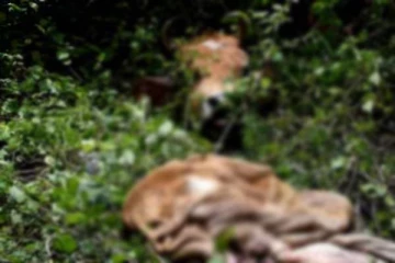 பசு மாட்டை களவாடி இறைச்சியாக்கிய திருடர்கள்!