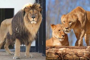 உக்ரைன் போரில் தப்பிய 5 சிங்கங்கள்., பிரித்தானியாவில் புதிய வாழ்க்கை