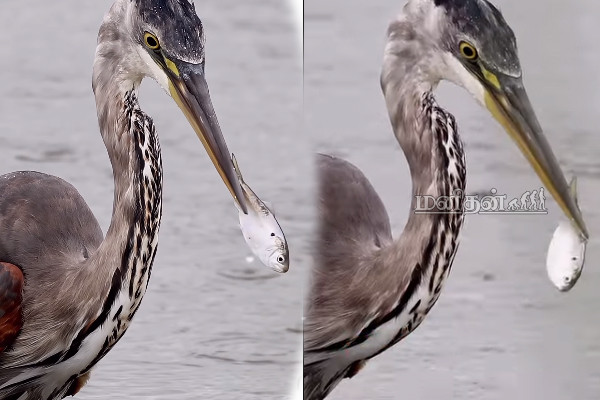 Viral Video: மழையில் நாரையிடம் பிடிபட்ட மீன்.. தப்பிக்க நடக்கும் போராட்டத்தைப் பாருங்க | Blue Heron Devouring A Wiggly Fish In The Rain Viral Video: மழையில் நாரையிடம் பிடிபட்ட மீன்.. தப்பிக்க நடக்கும் போராட்டத்தைப் பாருங்க | Blue Heron Devouring A Wiggly Fish In The Rain