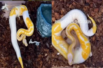 viral video:அசுர வேகத்தில் தோலை அகற்றும் பந்து மலைப்பாம்பு! இது செல்லப்பிராணியா?