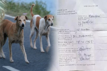 கல்முனையில் நாய் இறைச்சி விற்பனையா: அதிர்ச்சியை ஏற்படுத்திய தகவல்