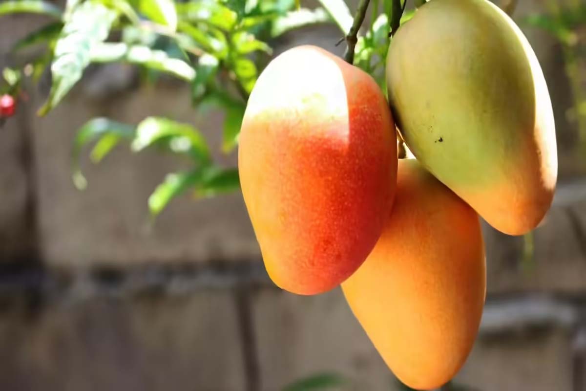 மாம்பழங்களை சாப்பிடும் முன்பு தண்ணீரில் ஏன் ஊற வைக்கனும் தெரியுமா? | Mangoes Soaked In Water Before Eating