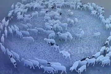 Fake Check:இரண்டு வாரங்களாக ஒரே வட்டத்தில் நடக்கும் ஆடுகள்: சீனாவில் அமானுஷ்ய சம்பவம்