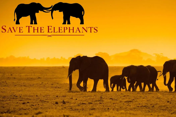 இலங்கையில் மூன்று மாதங்களில் தினமும் ஒரு யானை உயிரிழப்பு | One Elephant Dies Every Day In Sri Lanka