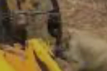 තමන් වලෙන් ගොඩගත් නිළධාරියාට පහර දුන් වන අලියා..