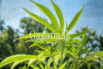 සීමා සහිතව කංසා ළඟ තබාගැනීමට ලැබුණු විශේෂ අවසරය මෙන්න.