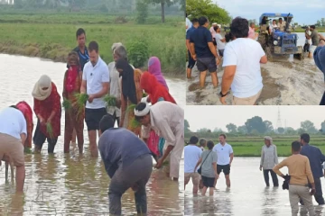 விவசாயிகளுடன் சேர்ந்து நாற்று நட்ட ராகுல் காந்தி !