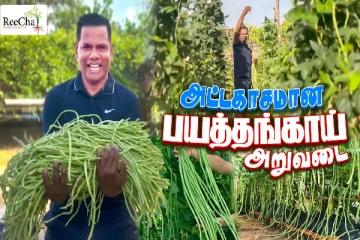 இலங்கை றீ(ச்)ஷாவில் இயற்கை உரங்களால் காய்த்துக் குலுங்கும் பயத்தங்காய்!