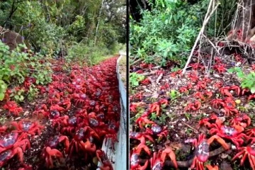 இனப்பெருக்கத்திற்காக கடலை நோக்கி படையெடுக்கும் அரிய வகை நண்டுகள்!