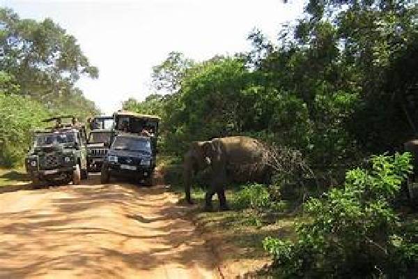 யால சரணாலயத்தில் விசேட தேடுதல் நடவடிக்கை | Special Search Operation In Yala Sanctuary