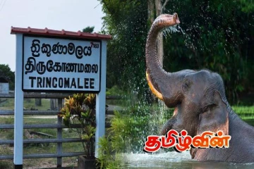 திருகோணமலையில் யானை அட்டகாசம் அதிகரிப்பு: மக்கள் விசனம்