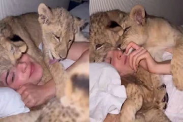 சிங்க குட்டிகளுடன் கொஞ்சி விளையாடும் பெண்! பயத்தை உண்டாக்கும் காட்சி