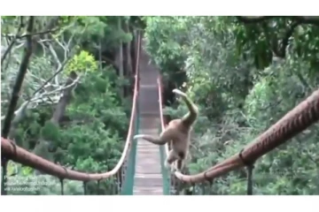 நாங்களும் நடப்போம்ல... கயிற்றின் மேல் ஓய்யாரமாக நடந்து சென்ற குரங்கு! வீடியோ வைரல்