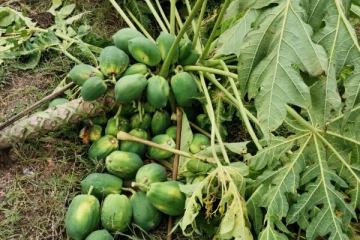 ஒரே இரவில் பெருந்தொகையான பப்பாசி மரங்களை அழித்த யானைகள்(Video)