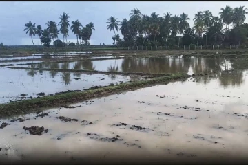 கனமழையால் நீரில் மூழ்கிய வயல் நிலங்கள் !
