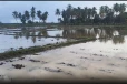 கனமழையால் நீரில் மூழ்கிய வயல் நிலங்கள் !